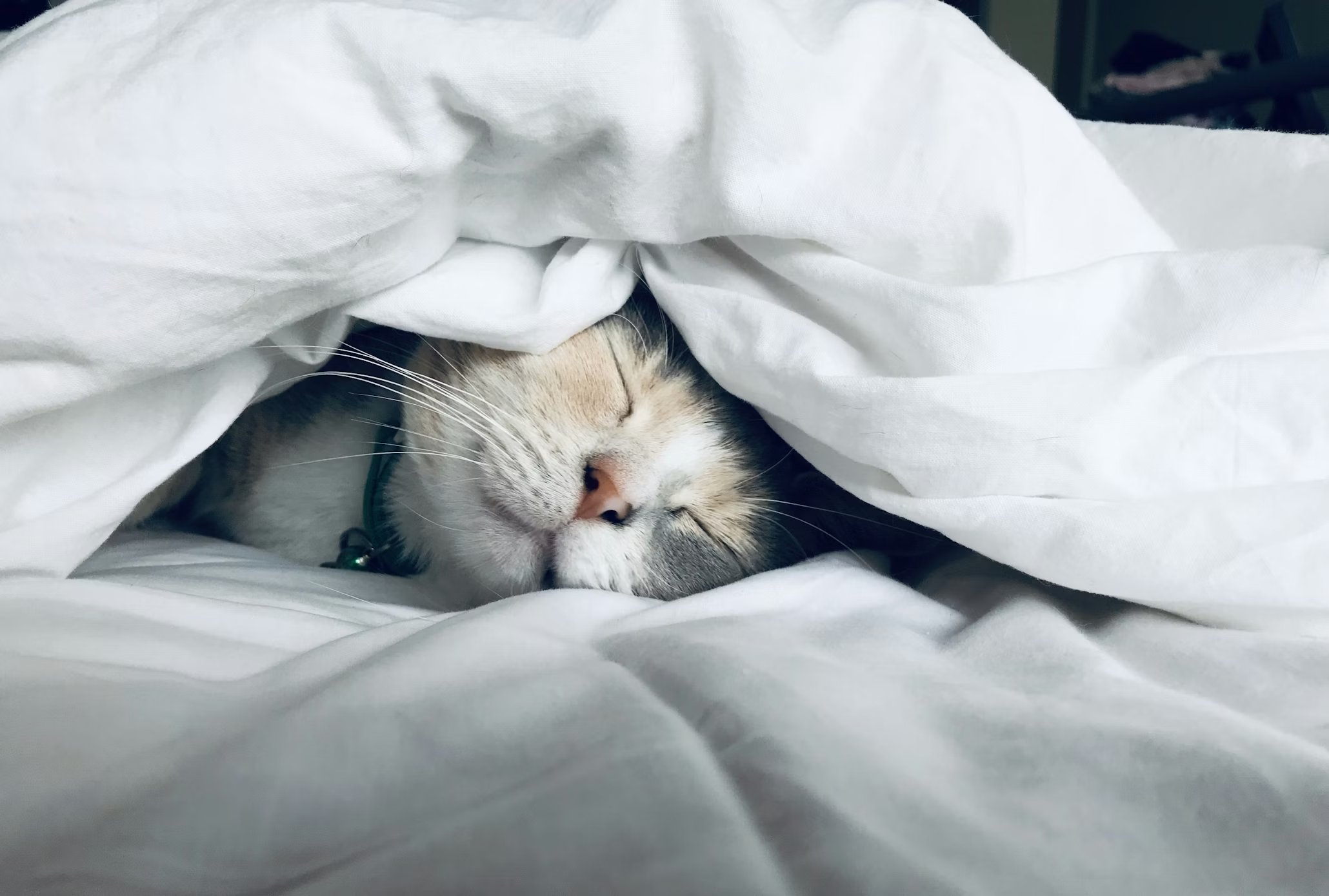 布団に包まれて眠る猫