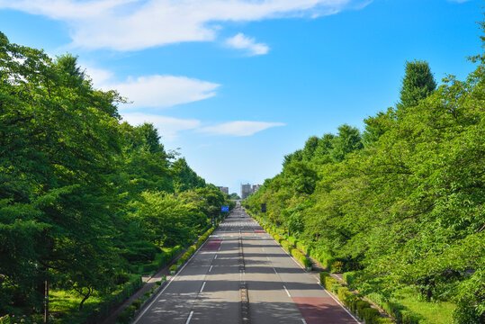 国立市・大学通りの並木道